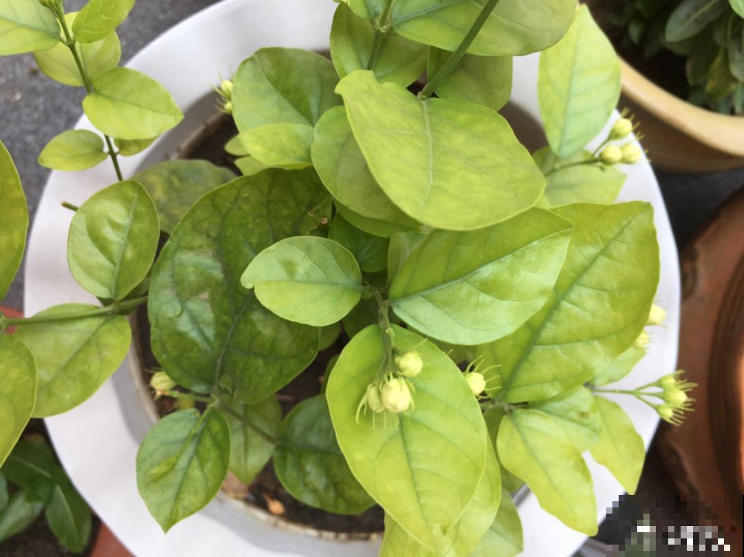 植物搬出门，痛快淋场雨，植物越来越旺