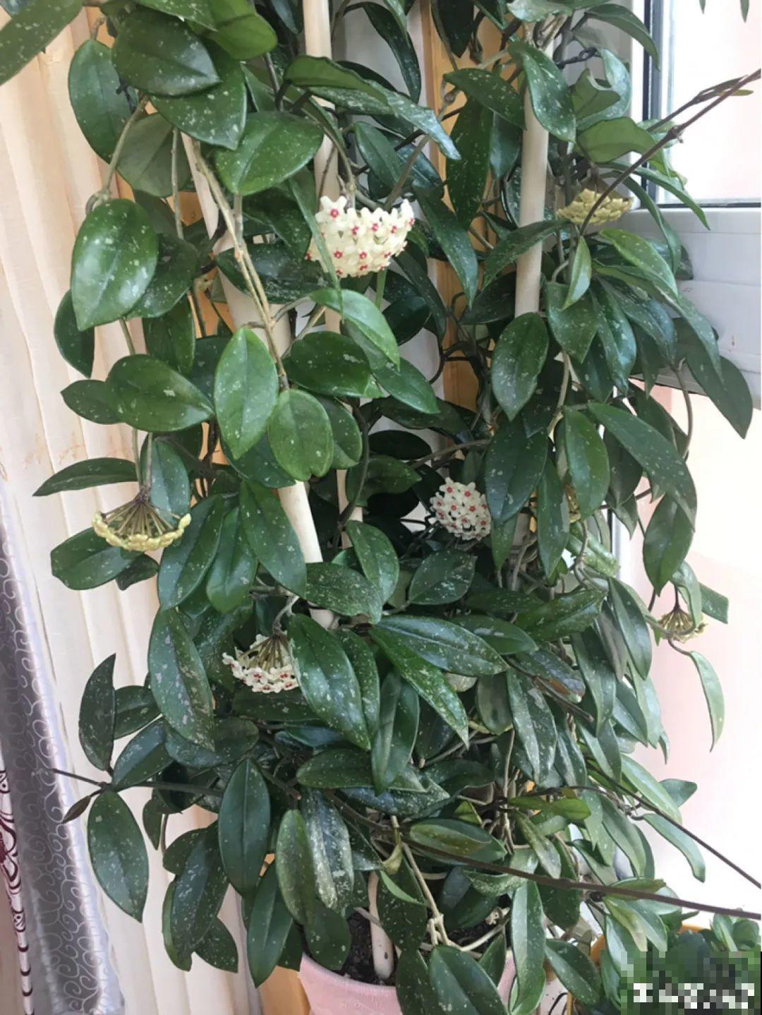 虎皮兰浅盆养，小芽嗖嗖冒，满盆都是新芽