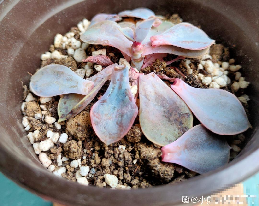 9种花最怕下雨天，一淋雨就死，太心疼了