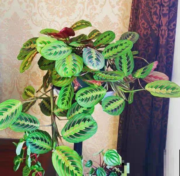 10种花,看着贵气有格调,实际价格很便宜 10种花,看着贵气有格调,实际价格很便宜