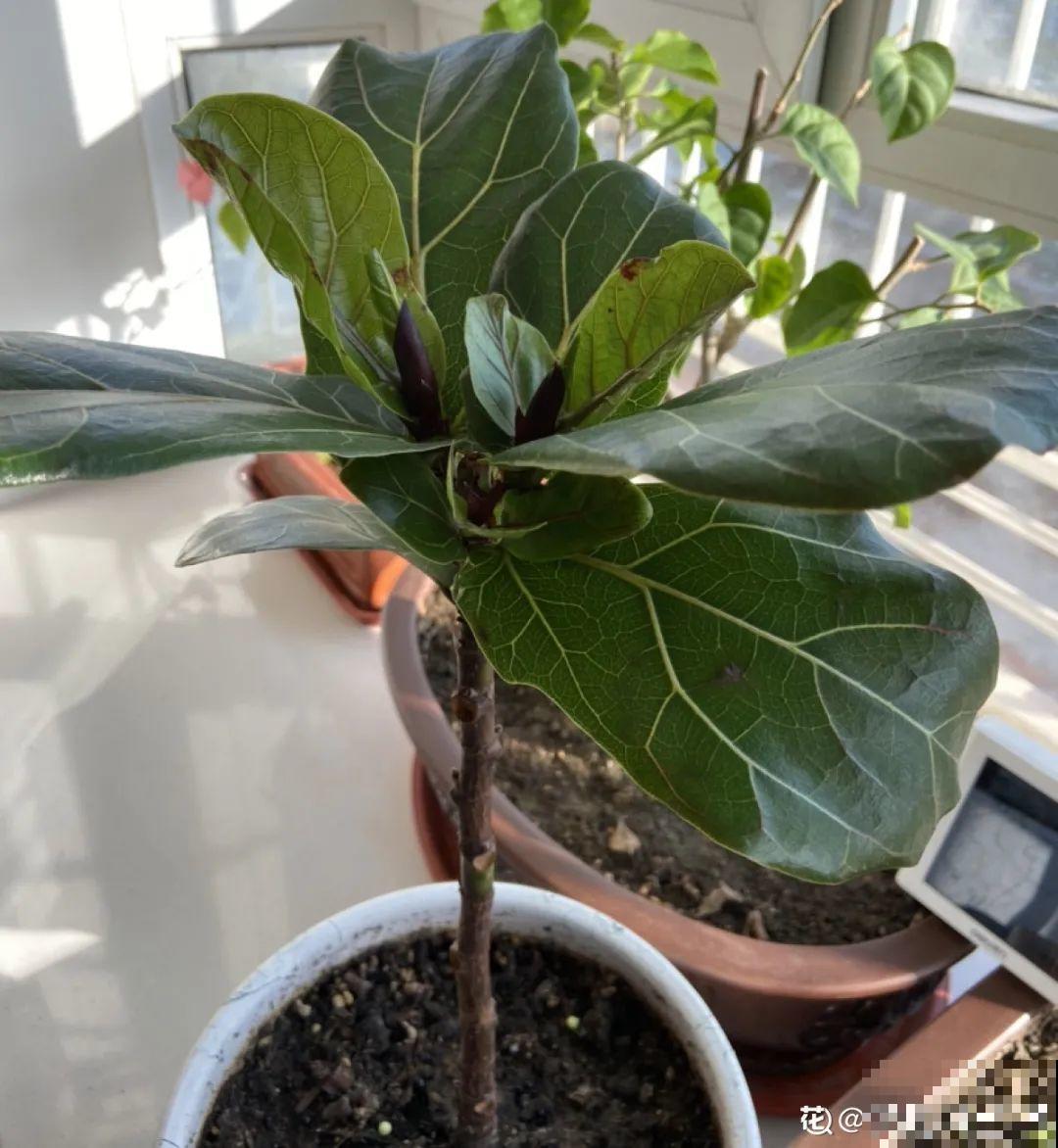 6种花夏天难养，贴土面砍一刀，新芽呼呼冒