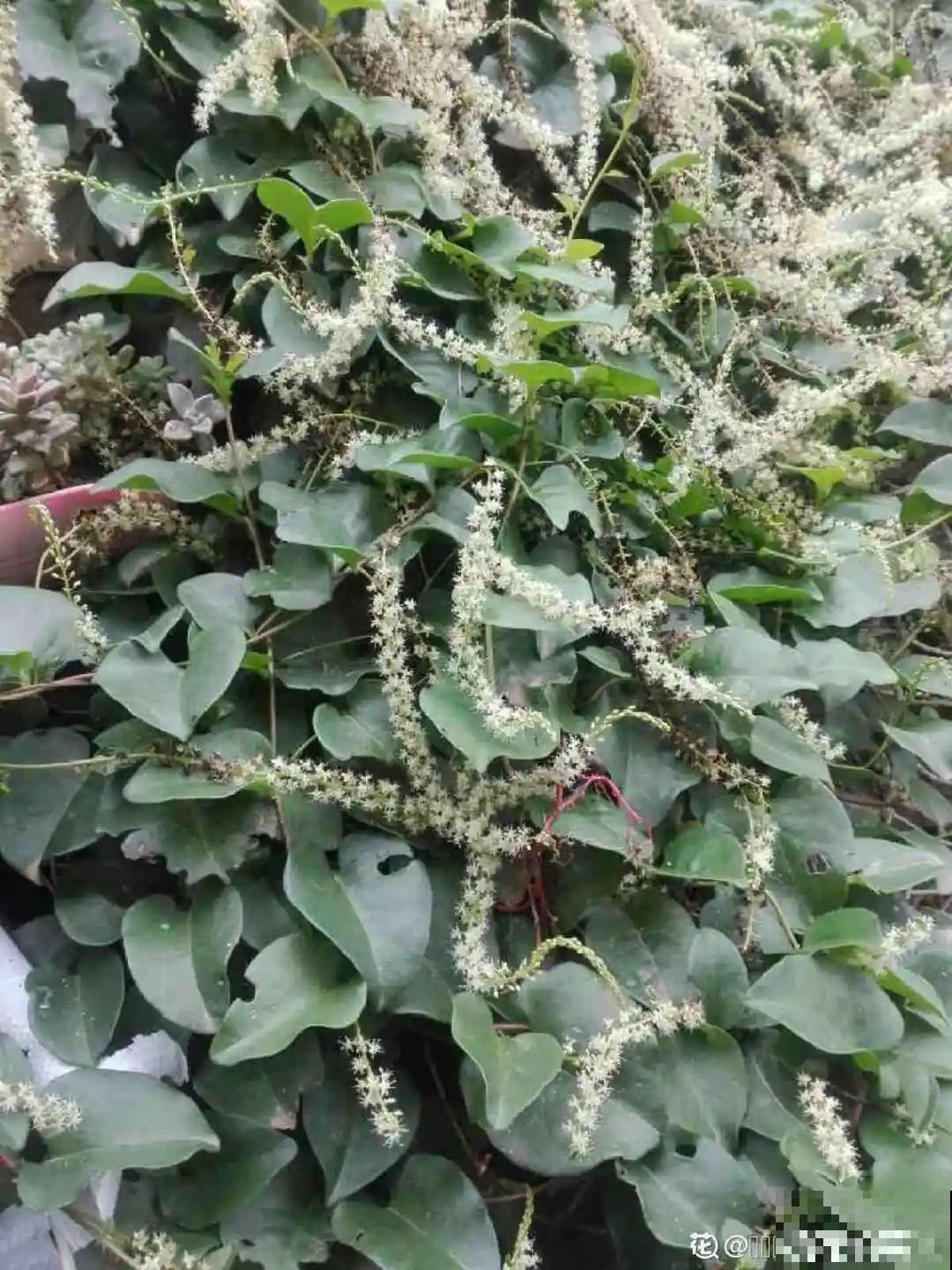 屋里养了“窗帘花”，遮阴效果好，屋里温度嗖嗖降