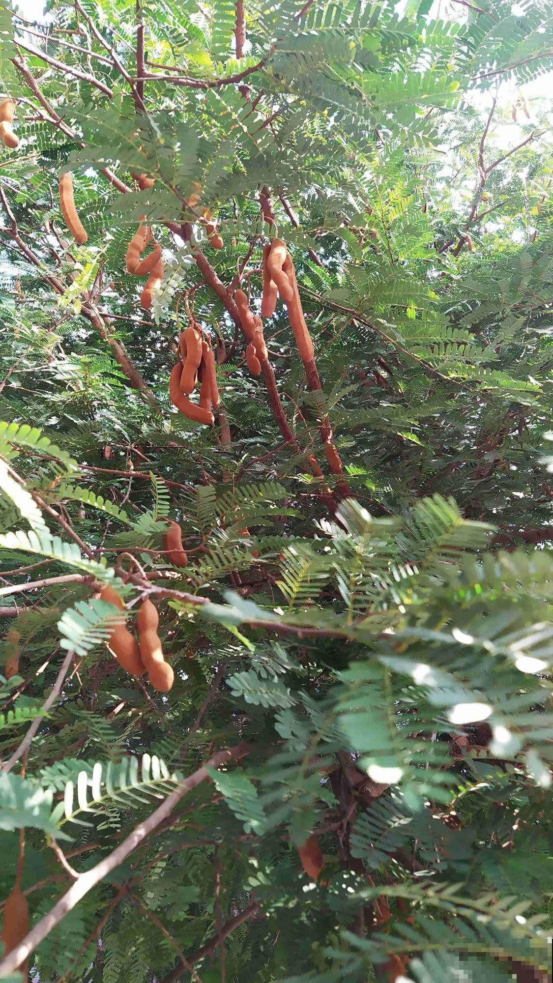 路边的野花别乱采,要是采到“国二”,可能会惹到麻烦 路边的野花别乱采,要是采到“国二”,可能会惹到麻烦