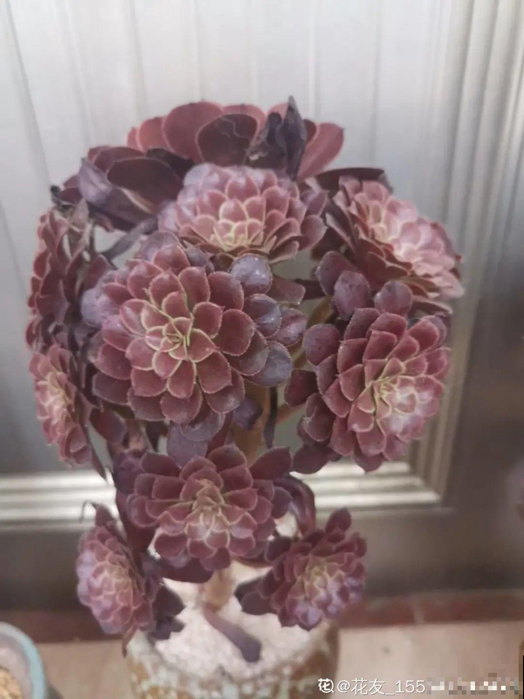 现在给花剪一刀,剪成一个“小平头”,呼呼冒芽爆盆 现在给花剪一刀,剪成一个“小平头”,呼呼冒芽爆盆