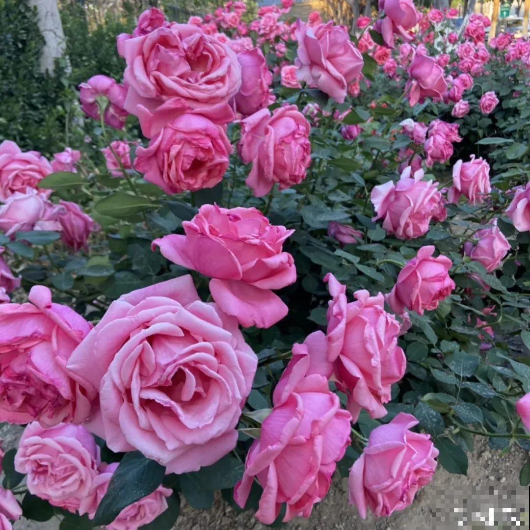 绿化带“壕”无人性，10万块的花堆一起，你认识几个？