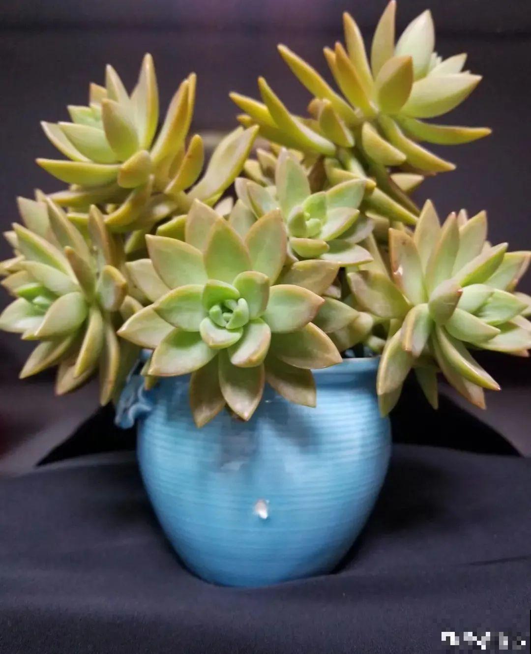 9种花,夏天休眠了,一定少浇水,否则越浇越死 9种花,夏天休眠了,一定少浇水,否则越浇越死