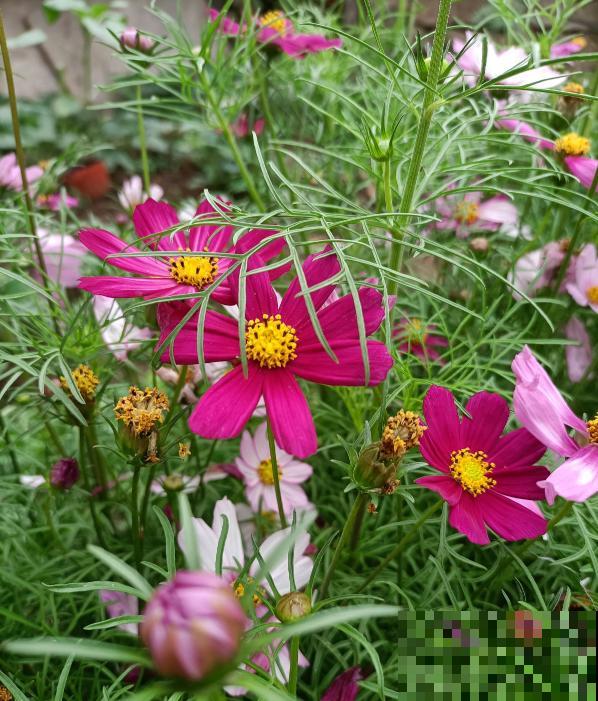 5种花,光听名字就很美,看到实物后,网友感叹:名不虚传 5种花,光听名字就很美,看到实物后,网友感叹:名不虚传