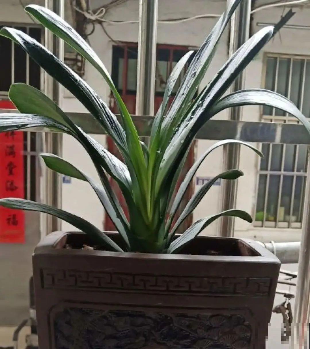 8种花夏天不能买,买回来就死,白浪费钱 8种花夏天不能买,买回来就死,白浪费钱