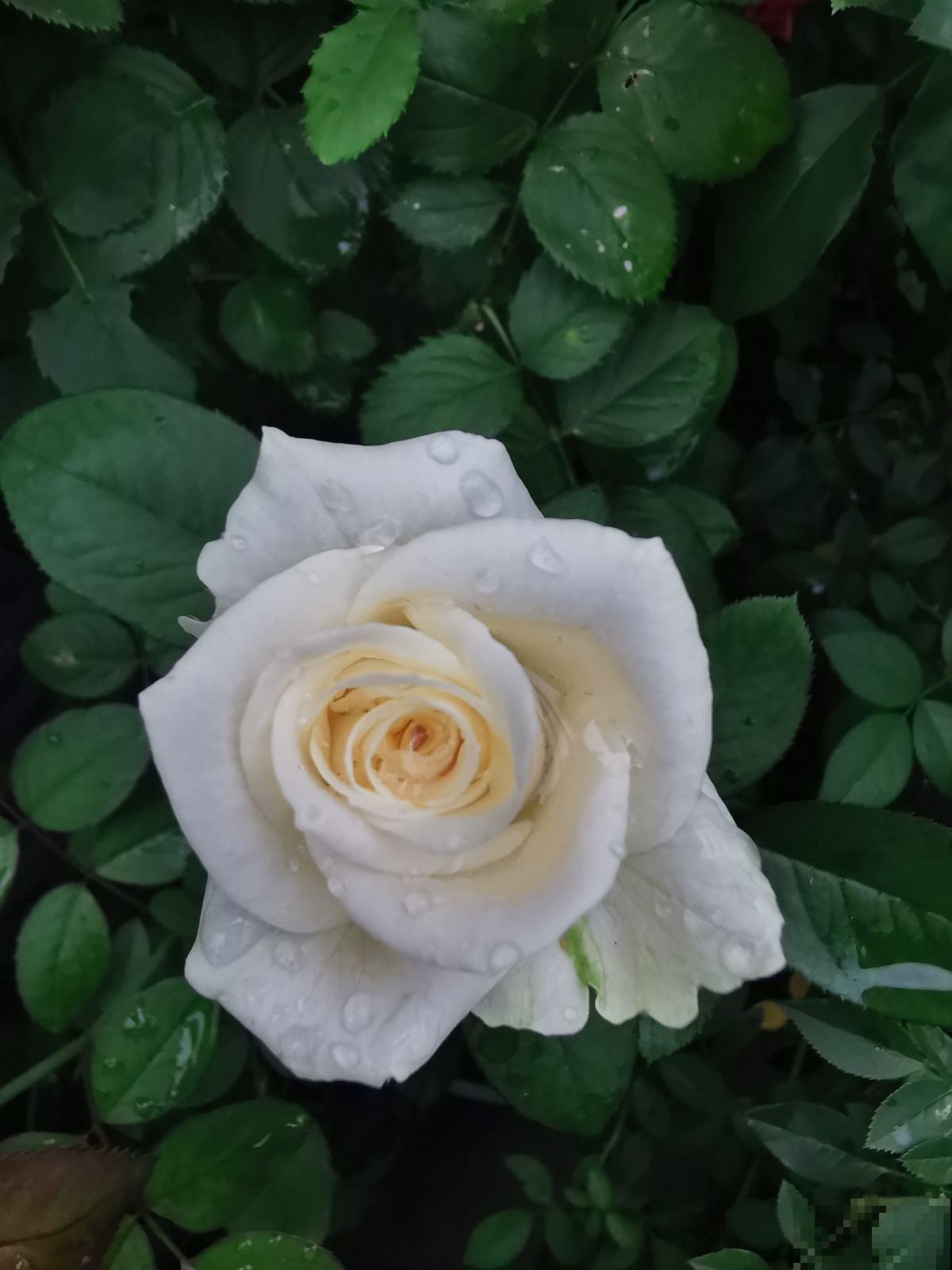 又是一年七夕,别只会送红玫瑰啦!这6种花,送给她更合适 又是一年七夕,别只会送红玫瑰啦!这6种花,送给她更合适