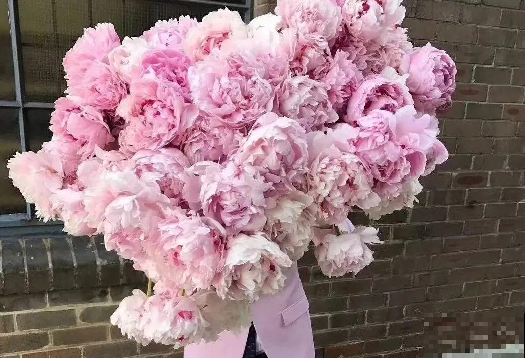 一年只能种一次的花，开花富贵寓意吉祥，堪称“花中宰相”