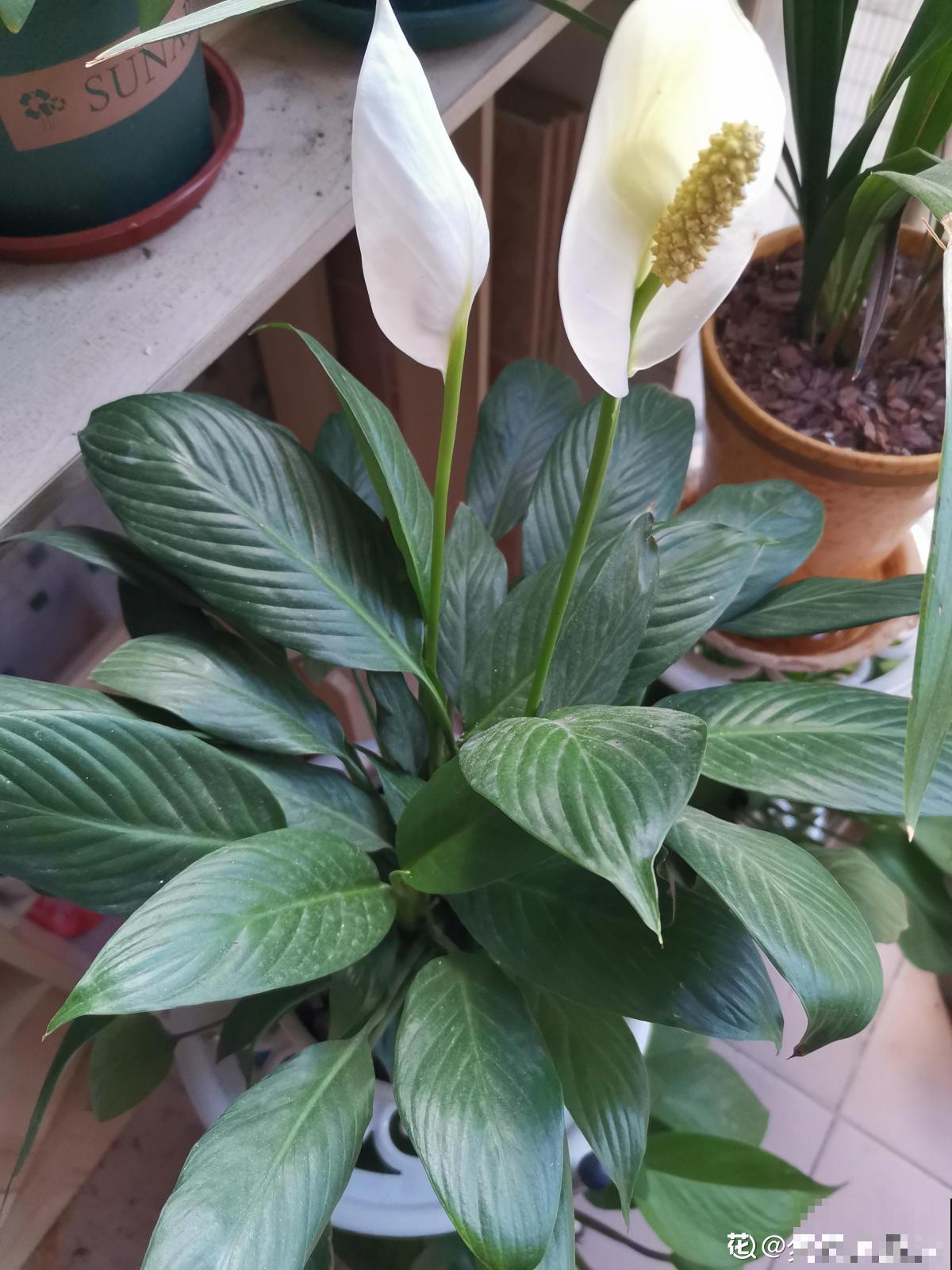 有3种家养花，种得好长得旺，养在家中有韵味