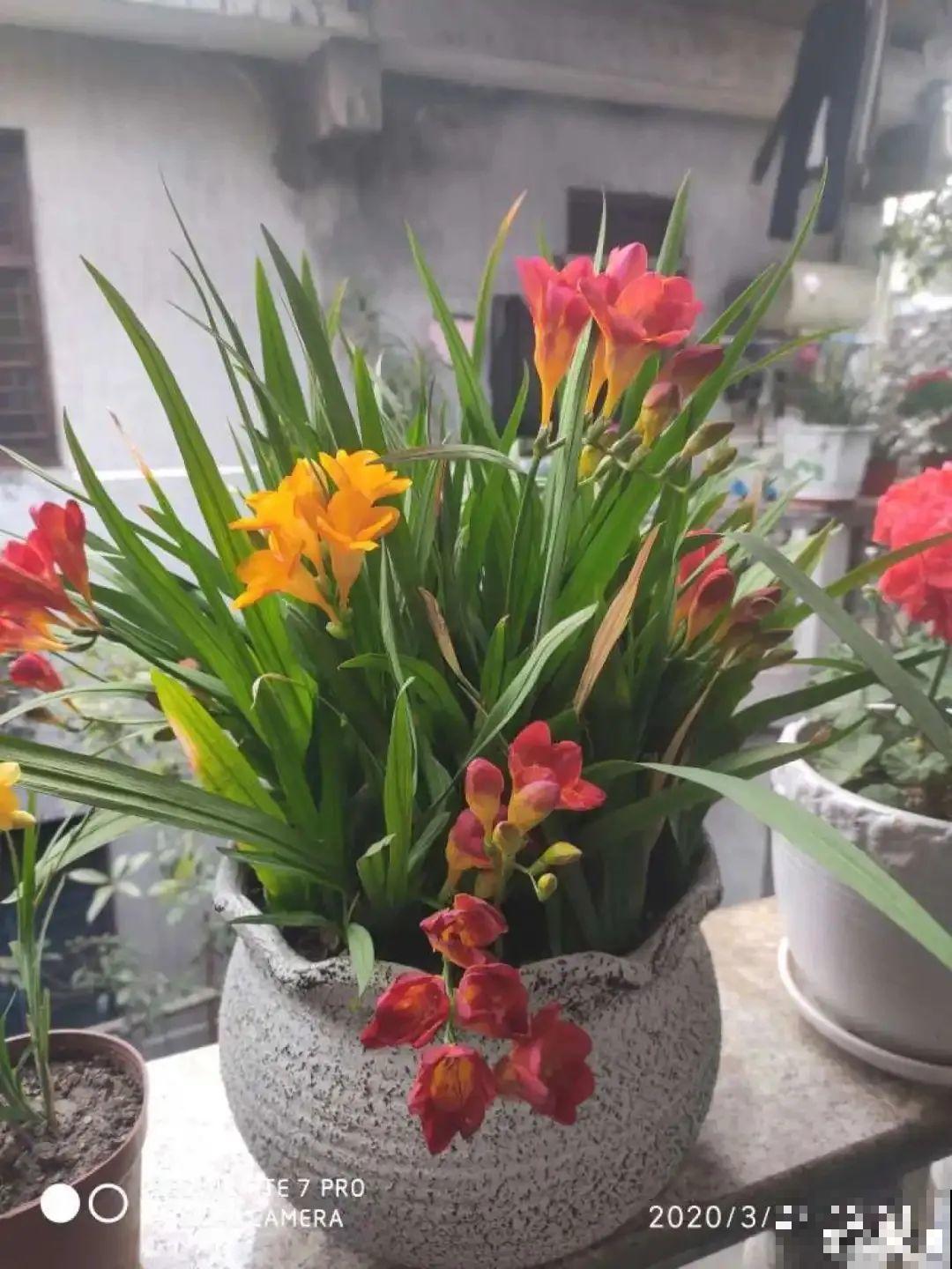 开花超香的香雪兰，夏天叶子全黄了，挖出满盆小球，大丰收！