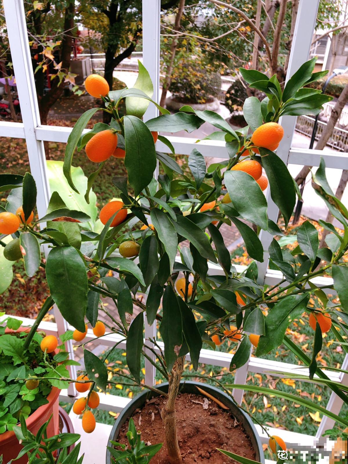 盆栽柑橘想结果，只需5个步骤，养好了就能结出“金元宝”