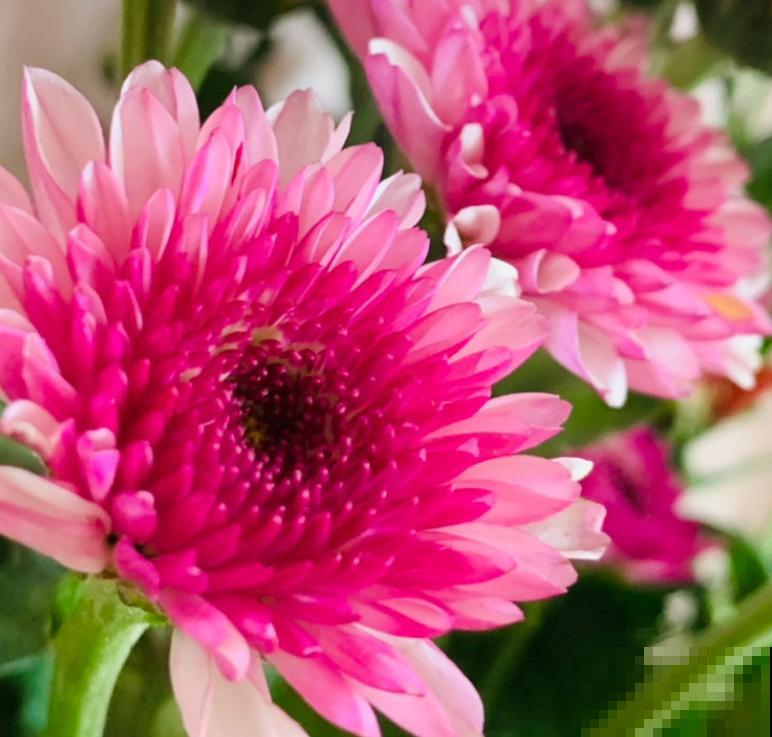 新手养花，记住“4个有”，养活植物没问题