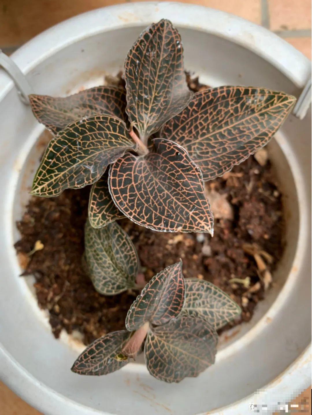 看到稀奇花，不认识的别去挖，可能会触犯法律