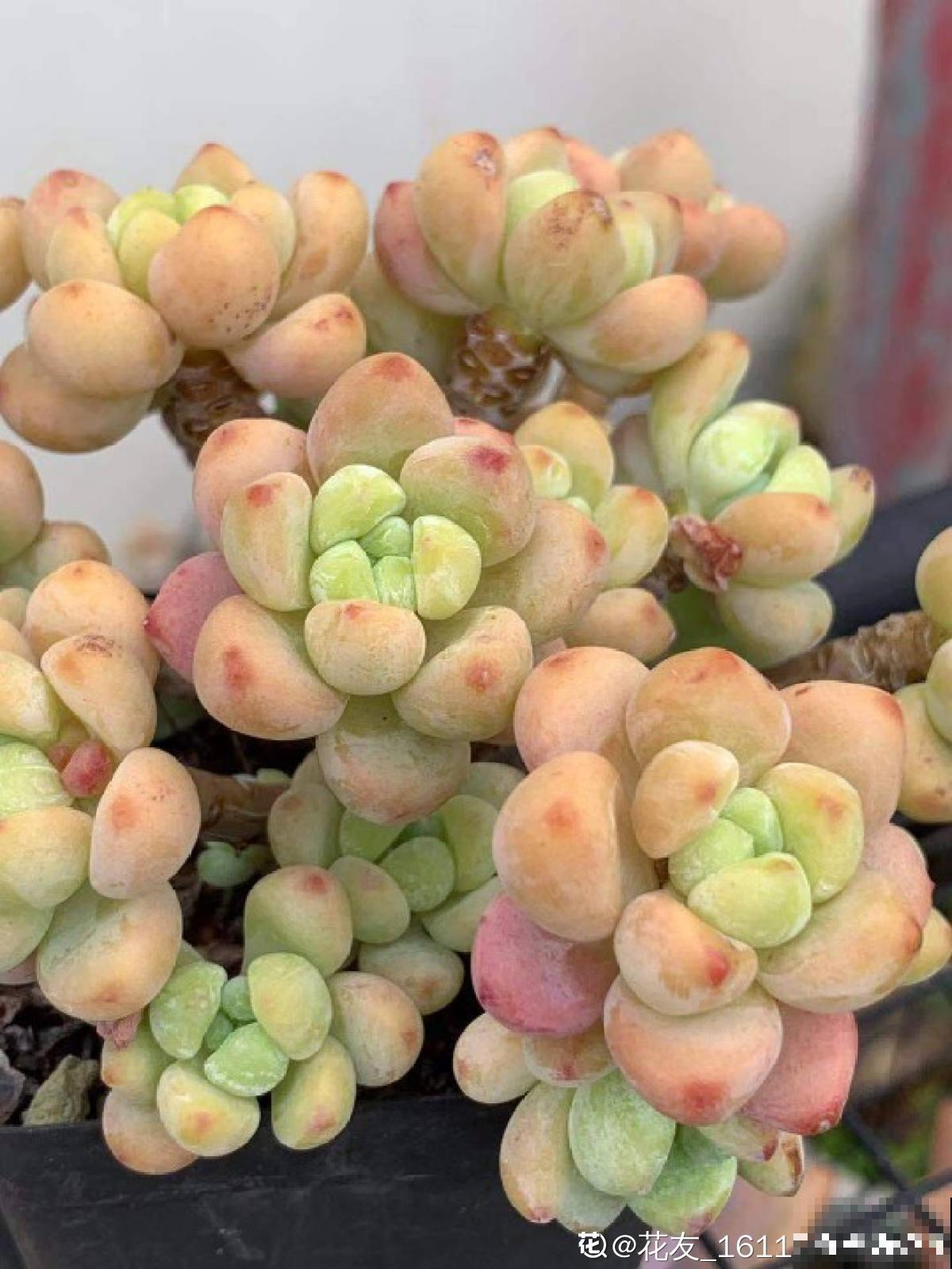 需要“穷养”的3种花，盆越小，水越少，长得越壮实