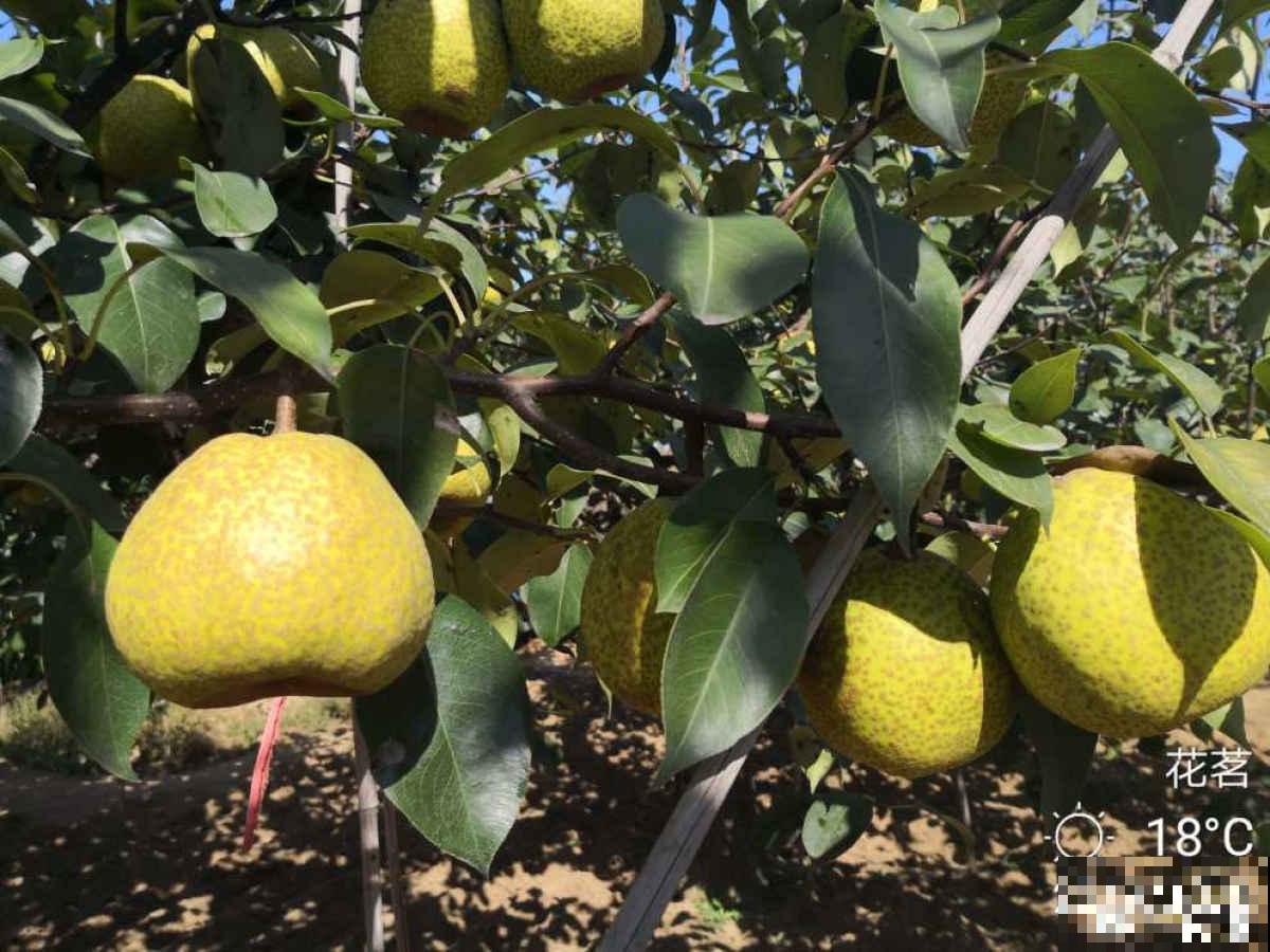 山东也是水果之乡！5种山东特色水果，你吃过几种