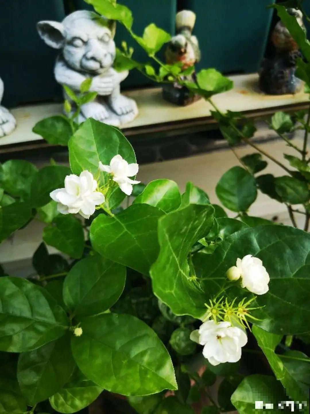 夏天养茉莉，越热越爆盆，适当修剪开花爆盆