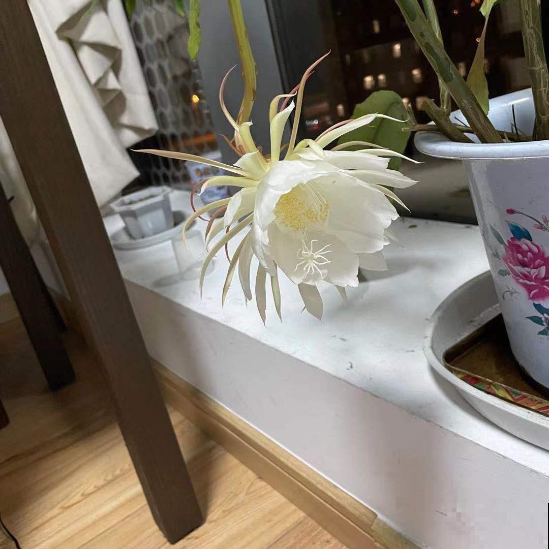 花期最短的4种花，昙花一现，短暂且美丽