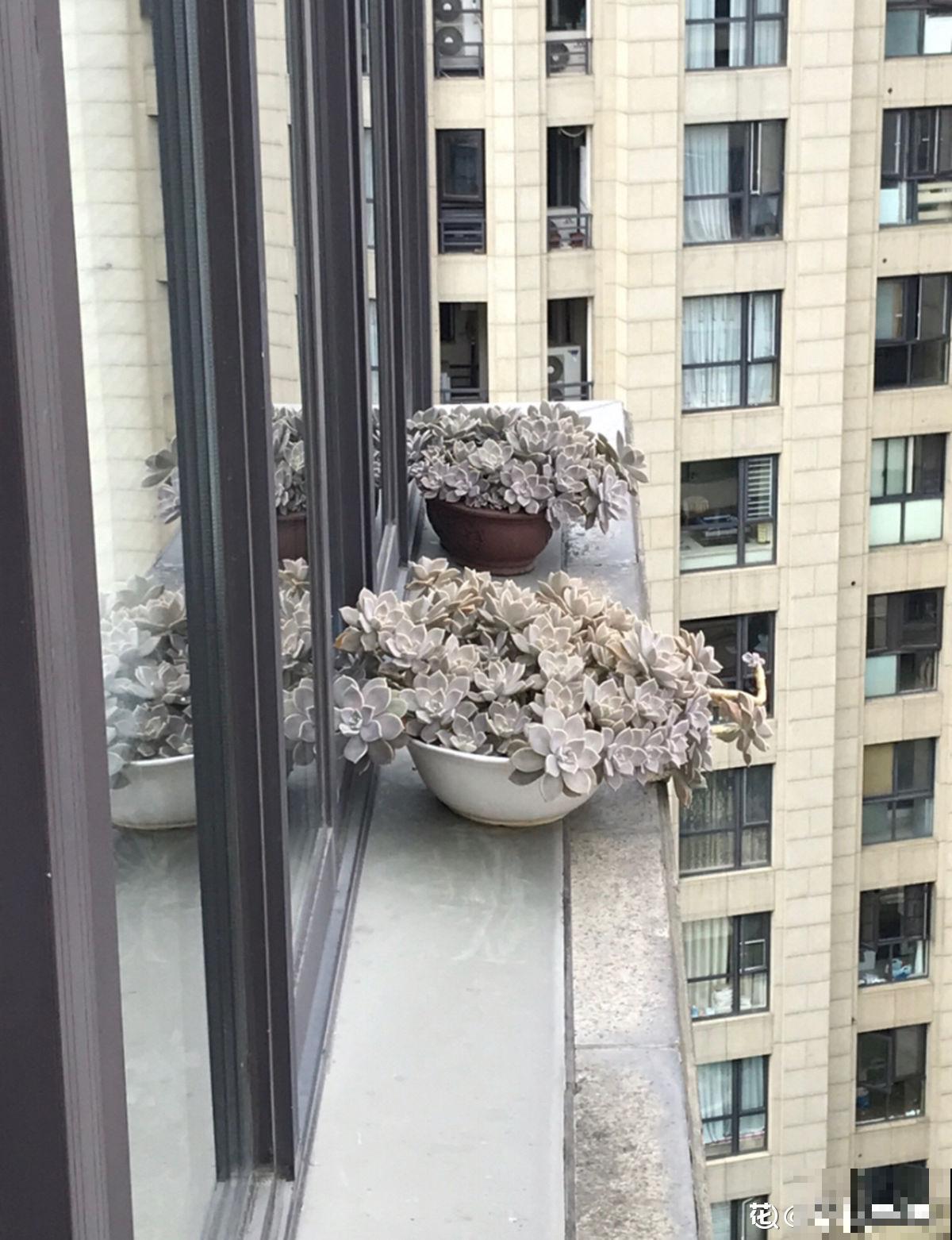 雨季多肉，烂根化水没得救，注意4点，多肉雨季变“平安季”