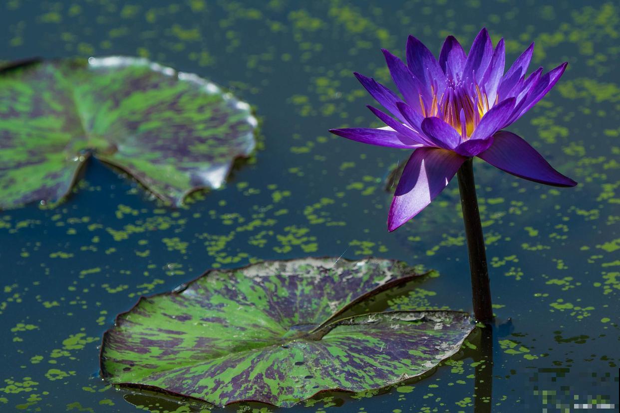 睡莲几点钟开花？几点钟合拢？