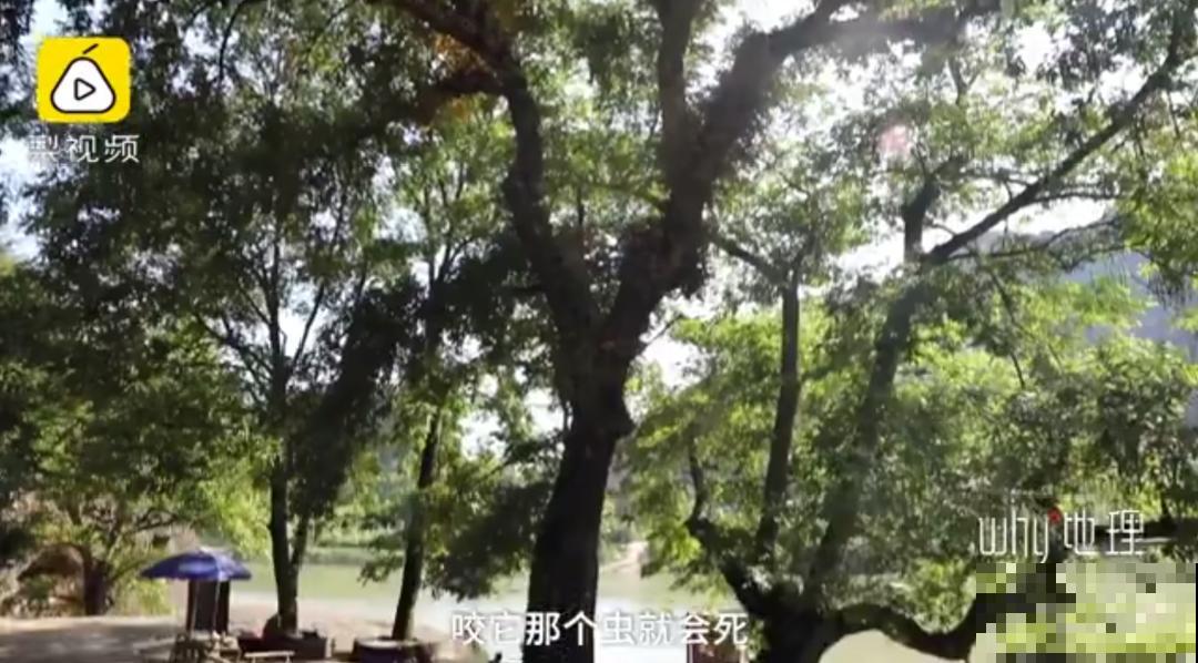 江西无蚊村,种满“驱蚊树”,一年四季没蚊子 江西无蚊村,种满“驱蚊树”,一年四季没蚊子