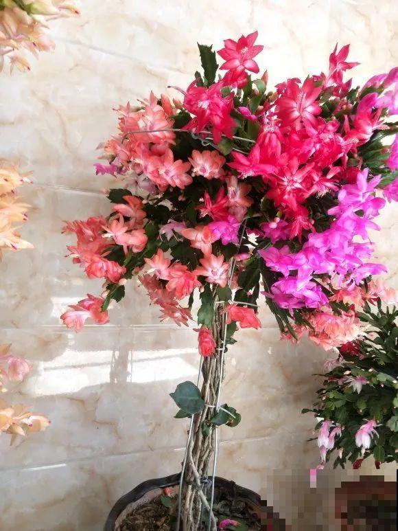 养了30年的玉树,扦插开出9色花,快来沾沾喜气 养了30年的玉树,扦插开出9色花,快来沾沾喜气