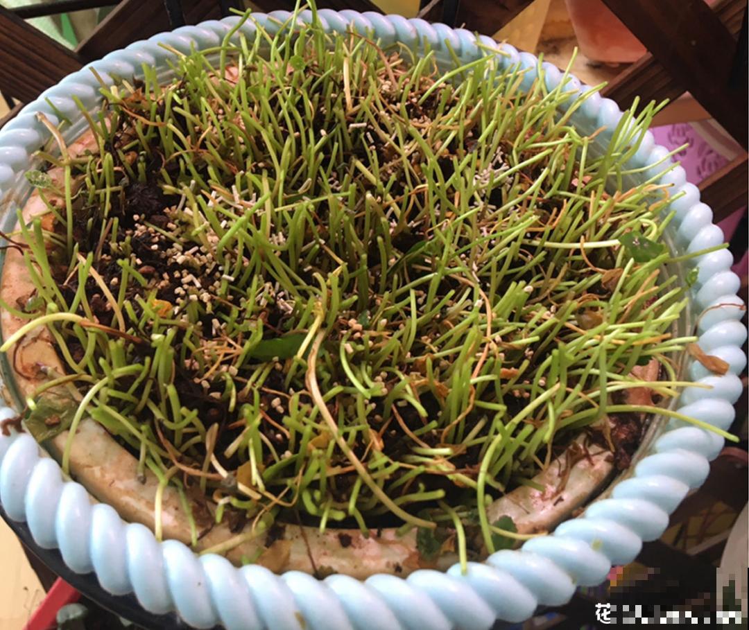 茉莉一长高就剪，别舍不得， 剪对了能快速复花