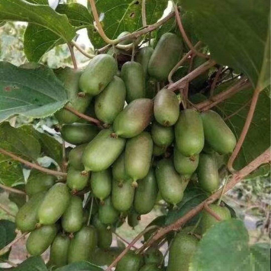 养护软枣猕猴桃，3个方面要牢记，果子结满枝条