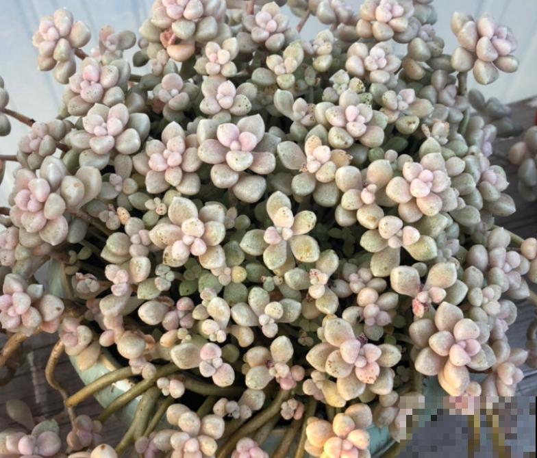 多肉品种那么多，适合露养的也就这几种，赶紧列为首选！