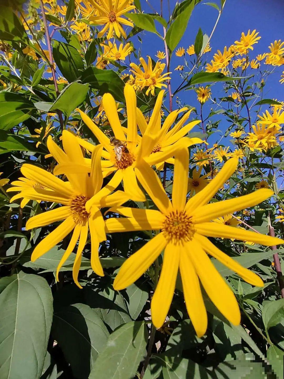 水塘边长出的“烤肠”,原来叫香蒲,毛茸茸特好玩 水塘边长出的“烤肠”,原来叫香蒲,毛茸茸特好玩