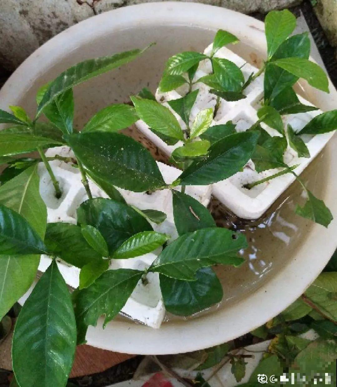 6月份扦插，选好合适的植物品种，沾土、泡水都能活