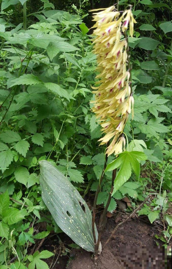 路边野花别乱采，采了有麻烦，再好看也别碰