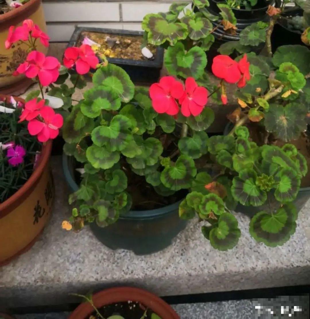 初秋8种花不能剪，轻则不开花，严重可能剩空盆