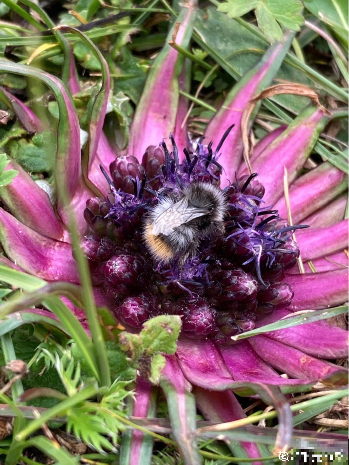 路边的野花别乱采,要是采到“国二”,可能会惹到麻烦 路边的野花别乱采,要是采到“国二”,可能会惹到麻烦