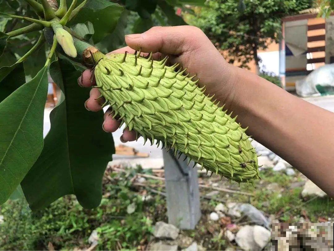 看到稀奇花，不认识的别去挖，可能会触犯法律