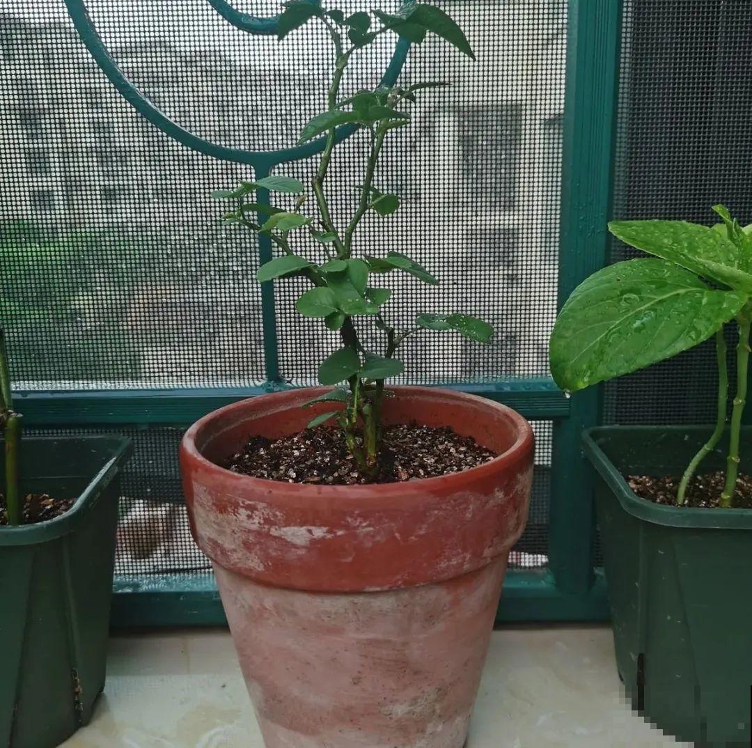 换盆时间到,换好后植物呼呼长,不换全年不开花 换盆时间到,换好后植物呼呼长,不换全年不开花