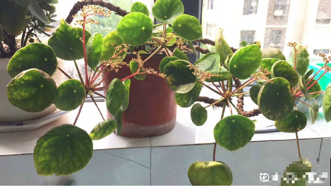 10种花,看着贵气有格调,实际价格很便宜 10种花,看着贵气有格调,实际价格很便宜