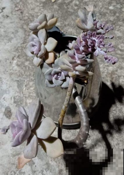 水壶还能养植物?只要3步,看看大家咋养的 水壶还能养植物?只要3步,看看大家咋养的