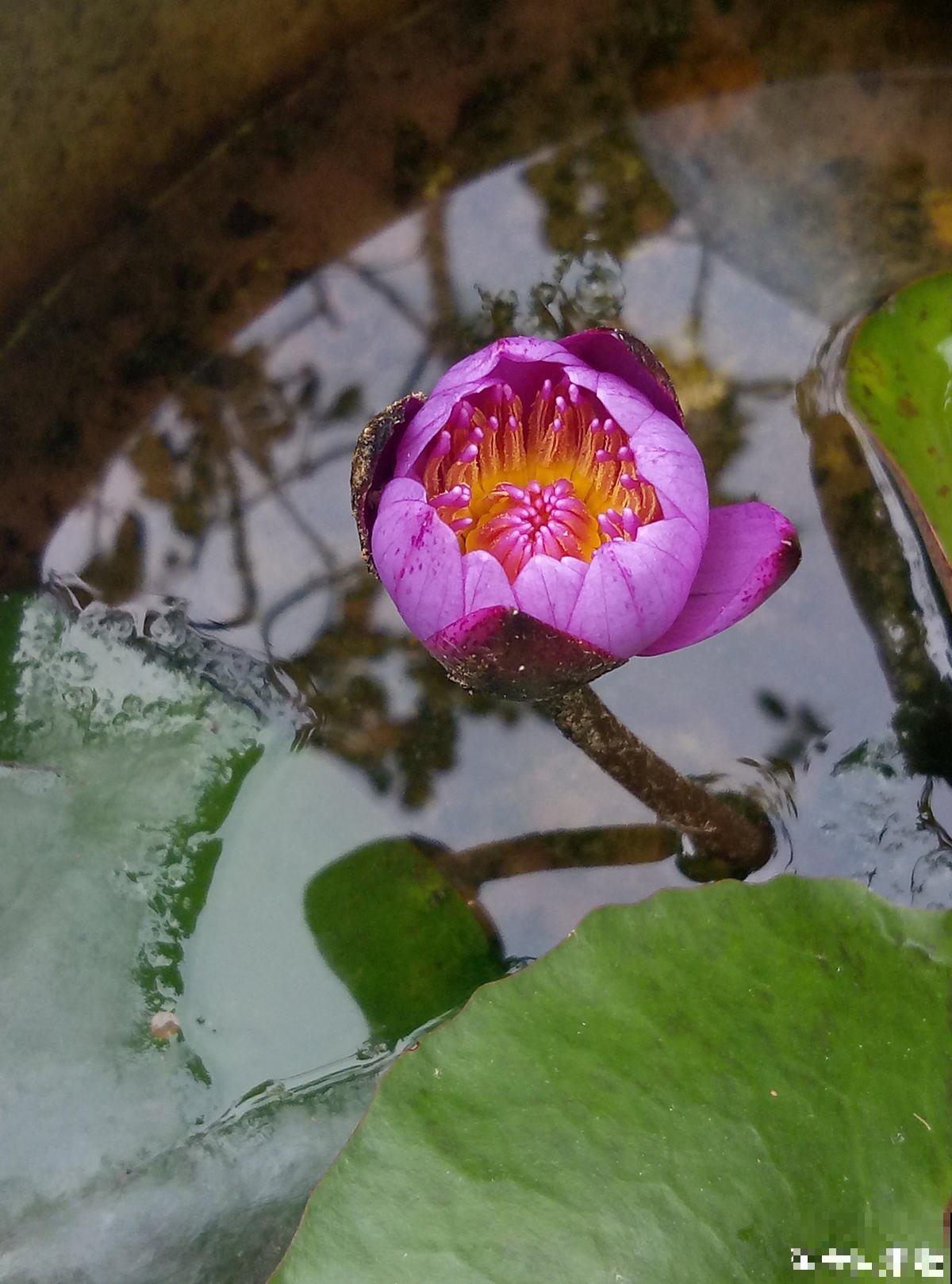家有水缸别闲置,种种莲花,开满一盆无压力 家有水缸别闲置,种种莲花,开满一盆无压力