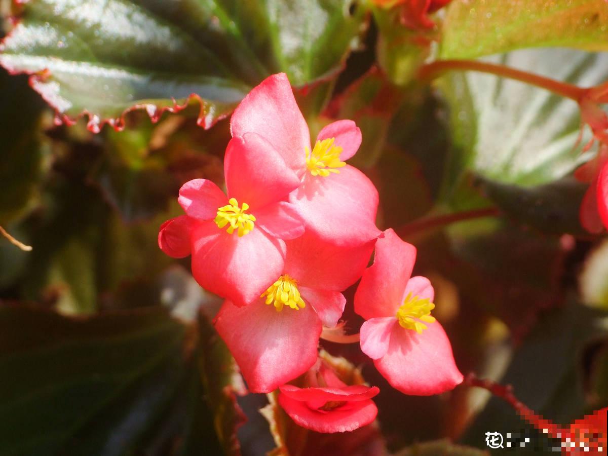20种常见花,一句话说到浇水要点,赶紧学学 20种常见花,一句话说到浇水要点,赶紧学学