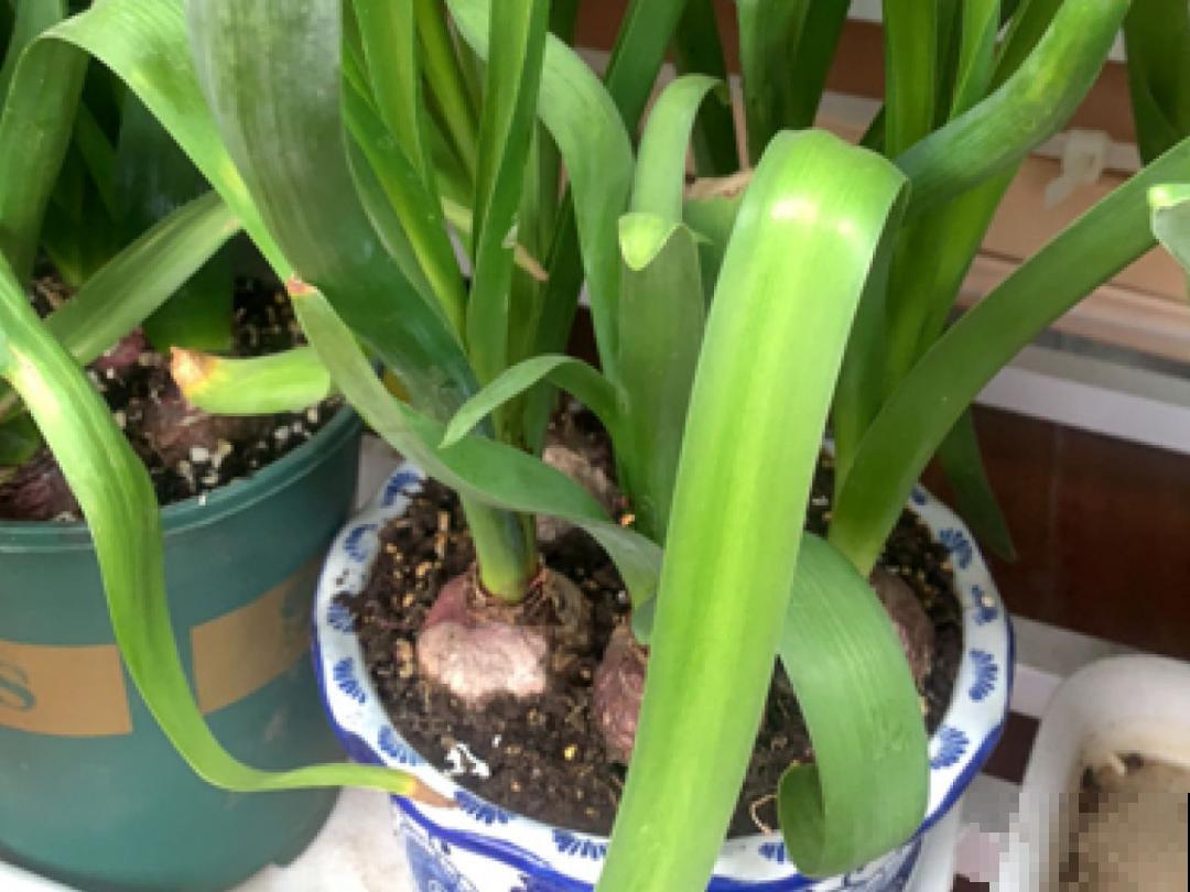 9种花,天热会“假死”,千万别丢了,秋天就苏醒 9种花,天热会“假死”,千万别丢了,秋天就苏醒