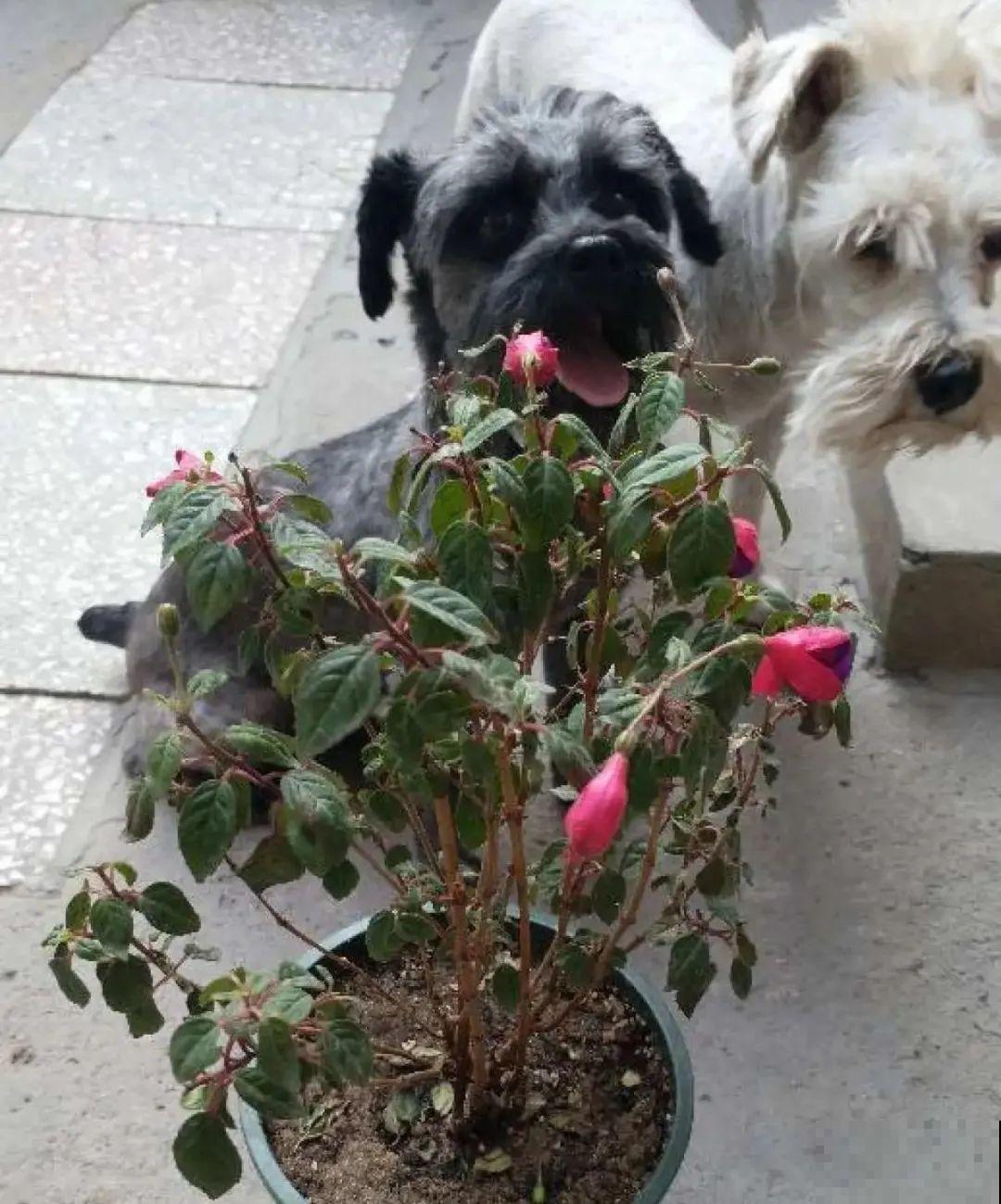 警惕秋老虎，别让你的花，度过夏天，却死在秋天