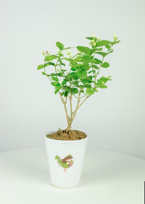 2种难养的花要注意，一不小心全挂掉，快来避坑！