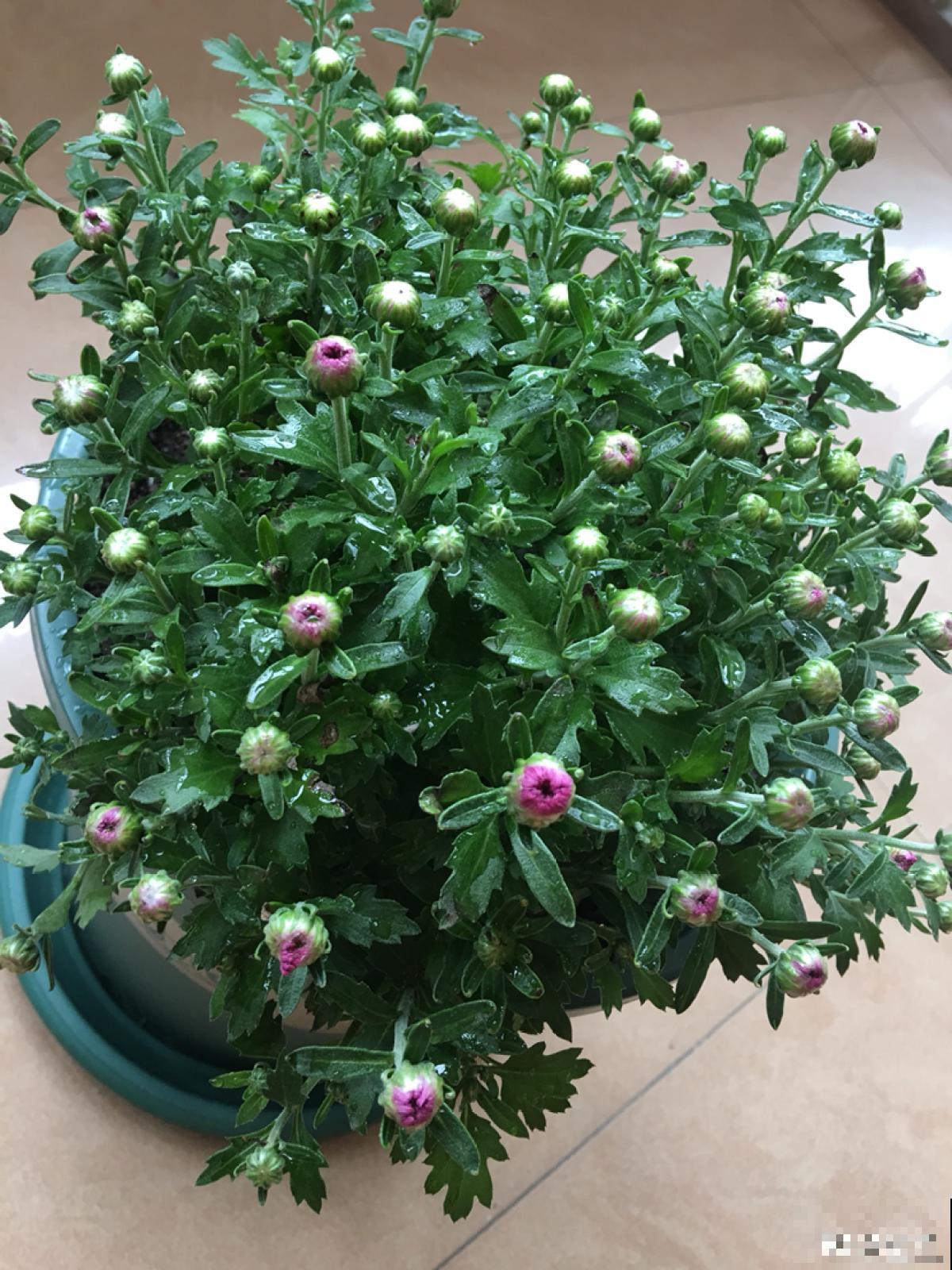 1种花开爆很容易,适合那些绿萝都能养死的人,成就感满满 1种花开爆很容易,适合那些绿萝都能养死的人,成就感满满