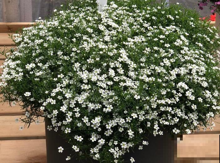 不同花的寓意和象征