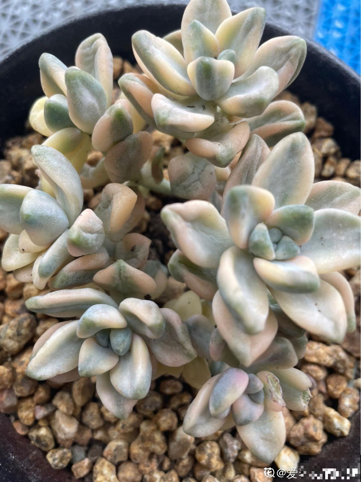 多肉长坏了别扔!剪一剪砍一砍,原地就能“满血复活” 多肉长坏了别扔!剪一剪砍一砍,原地就能“满血复活”