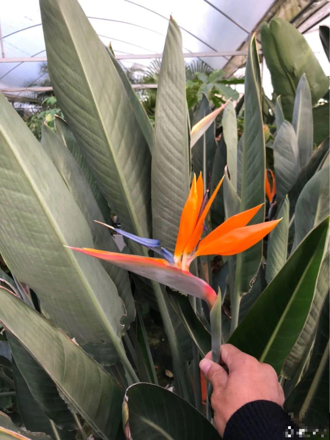 家里养8种花，独特有气质，还有满满安全感