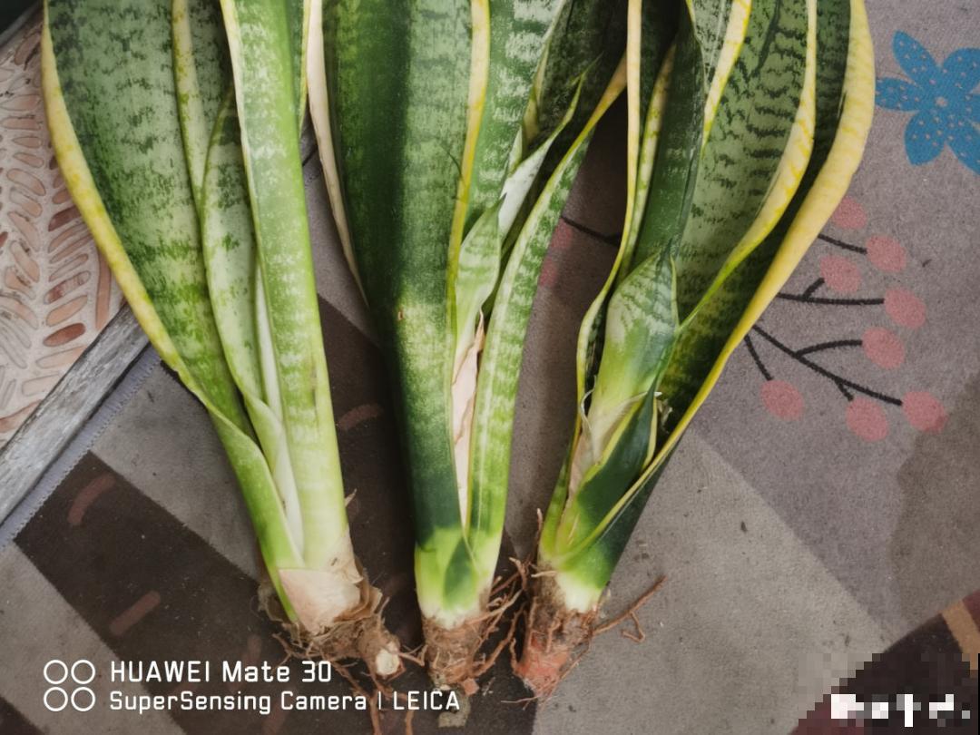 7种花，立秋后换盆，秋冬才能越养越好