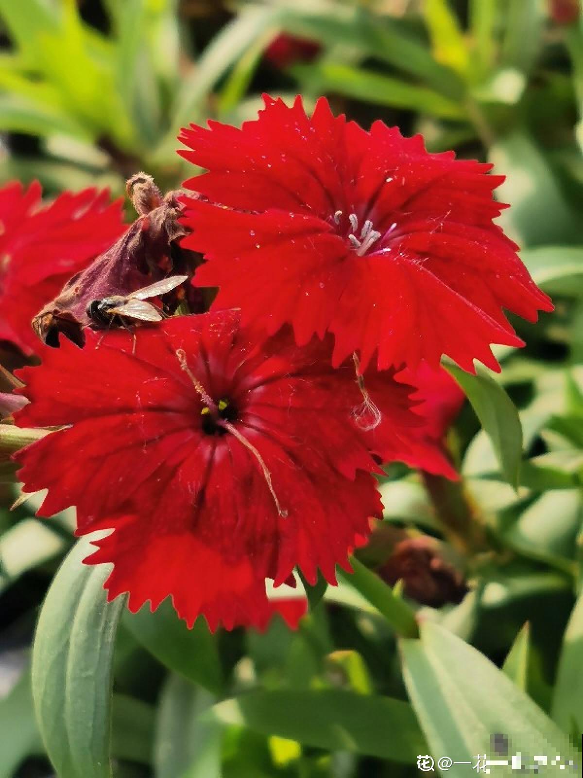 秋天是养草花的季节，12种草花现在播种，俩月就能开花